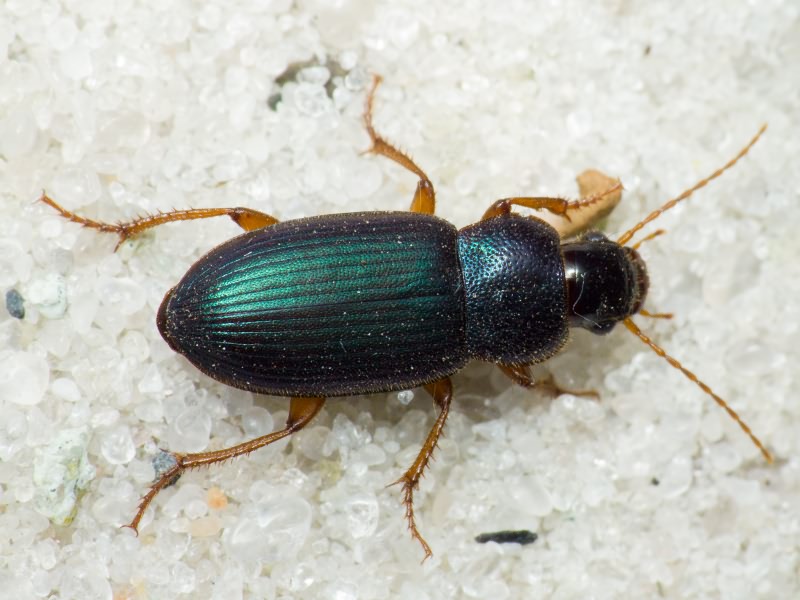 Carabidae Latreille, 1802